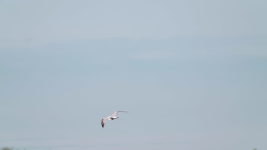 A seagull (Laridae) in flight. 