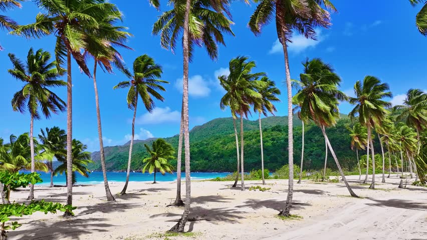 Tropical wild beach in the Dominican Republic with palm trees, ocean and mountains in the background. Amazing natural landscape. Coconut palms with bright leaves. Summer vacation and tropical beach concept.