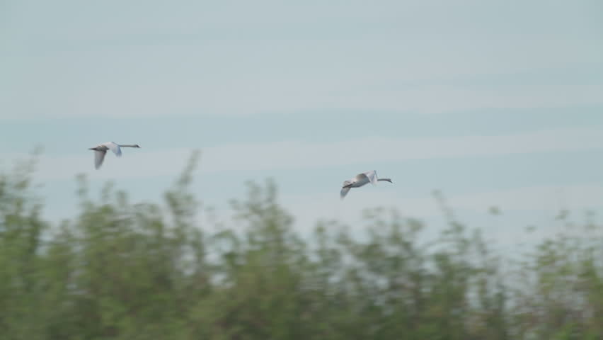 A pair of swans fly against a blue sky. Wildlife.