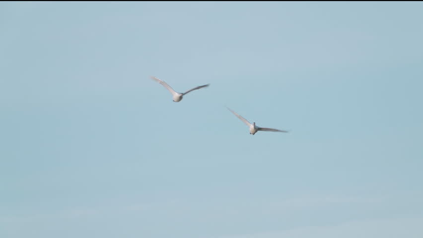A pair of swans fly against a blue sky. Wildlife.