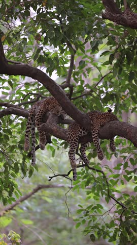 Video of 2 leopards in tree.  