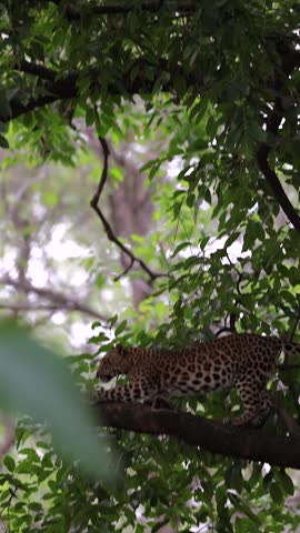 Video of 2 leopards in tree.  