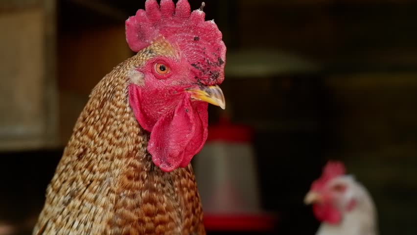 Brown rooster with a red comb turning its head inside a dark chicken coop with another chicken