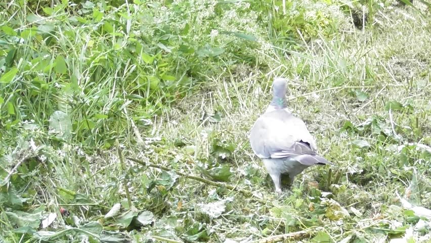 pigeon walking around a tree