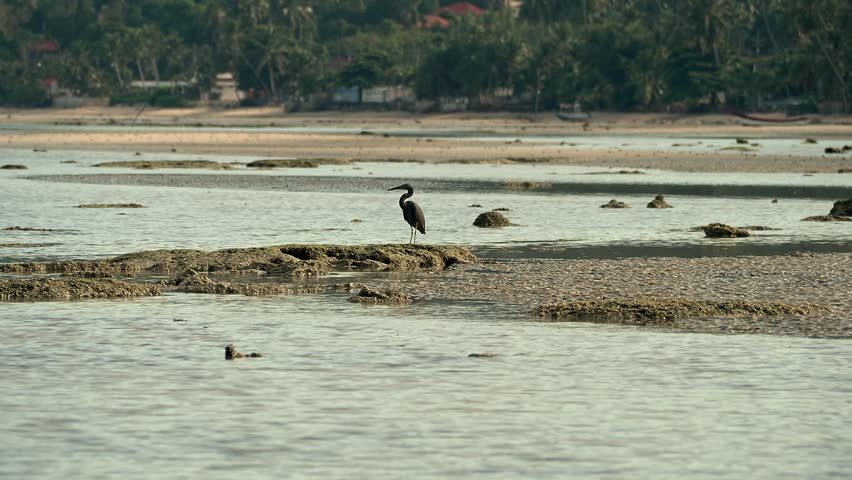 Eastern Reef Egret Hunting on Exposed Tidal Flats at Low Tide  