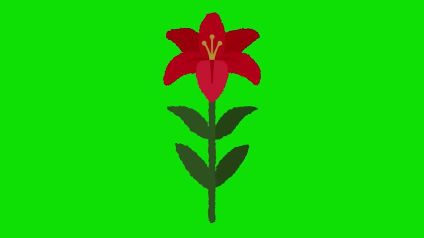 A vibrant red lily stands alone on a solid green background. Fiesta del Carmen di Bolivia.