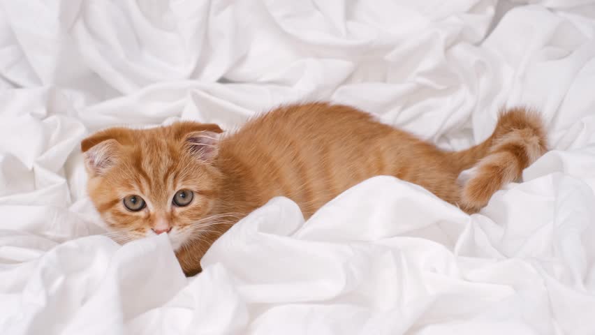 Tabby ginger kitten lying down in bedroom on white sheets.
