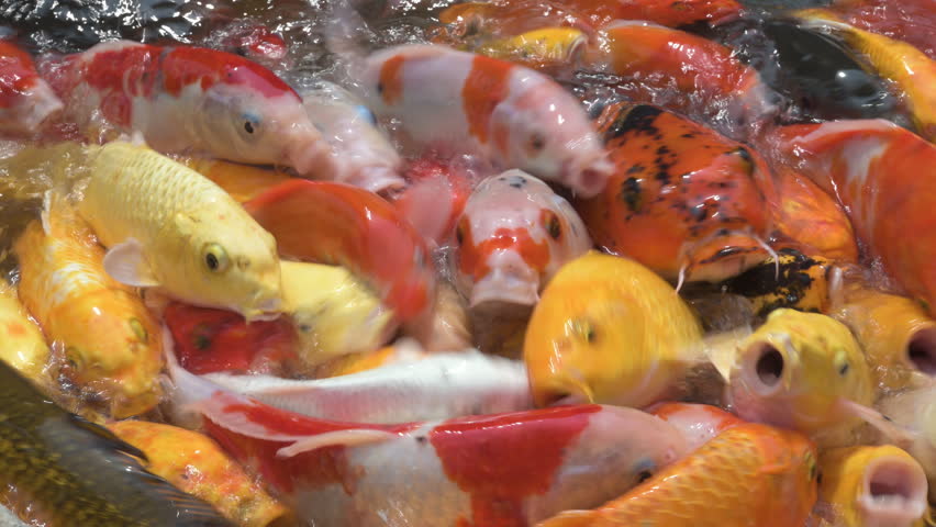 Colorful KA close-up shot of colorful koi fish crowding the pond surface while feeding, showing vivid yellow, orange and black markings, water ripples and bubbles that capture energy and movement in a