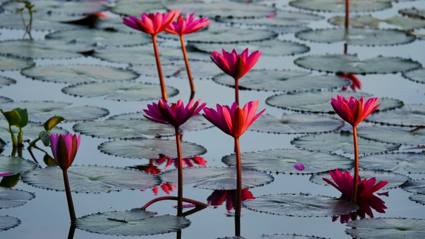 Beautiful footage of a water lily blooming in a peaceful pond during the morning, highlighting the freshness and beauty of nature. Captured in high-quality HD resolution.