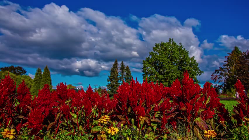 Dynamic time lapse footage of vivid red celosia flowers swaying gently in foreground while puffy white clouds drift rapidly across deep blue sky above scenic park landscape at summer.