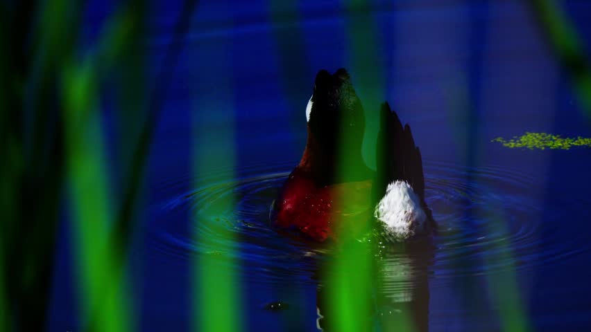 Male Ruddy Ducks swim, chase, and display energetic breeding behavior on a beautiful blue lake during a clear morning.