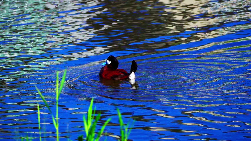 Male Ruddy Ducks swim, chase, and display energetic breeding behavior on a beautiful blue lake during a clear morning.