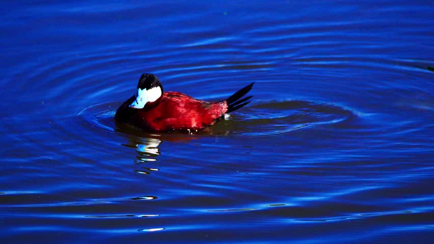 Male Ruddy Ducks swim, chase, and display energetic breeding behavior on a beautiful blue lake during a clear morning.