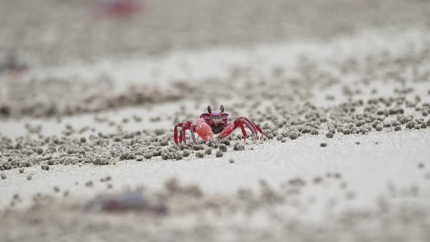 Close up of a wild small red crab foraging on a sandy beach, surrounded by tiny sand balls in its natural coastal environment with a blurred background.