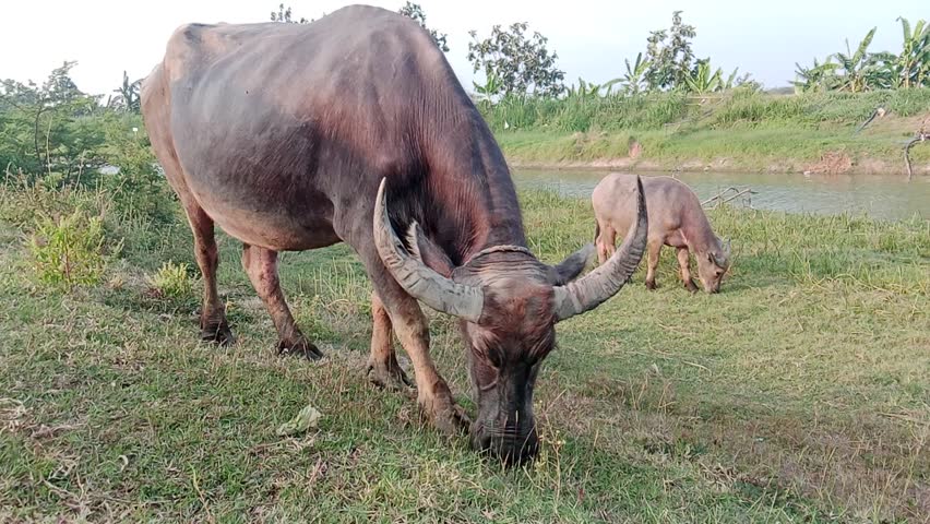 Livestock Buffalo Feeding on Fresh Green Field

Close-up footage of a water buffalo grazing peacefully on fresh green grass in a rural countryside setting. Natural animal behavior, agricultural livestock, farm life, and serene outdoor environment captured in daylight