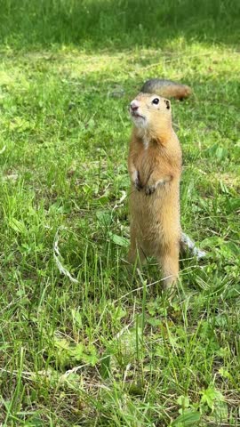 A wild ground squirrel stands alertly upright on its hind legs in the short grass. Vertical 4K footage