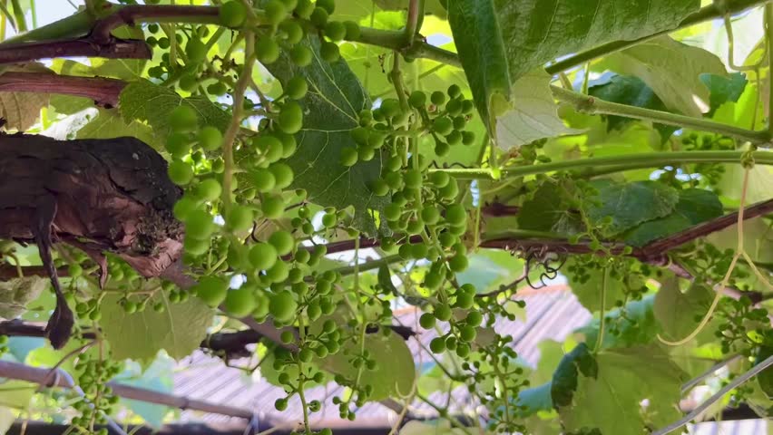 close up of green grape clusters growing on vine in vineyard