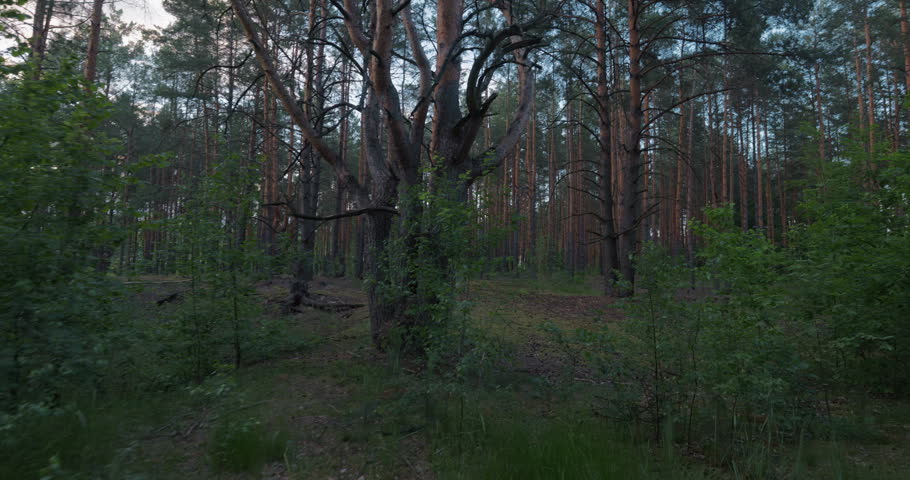 Beautiful scenic view of dense pine forest in evening light