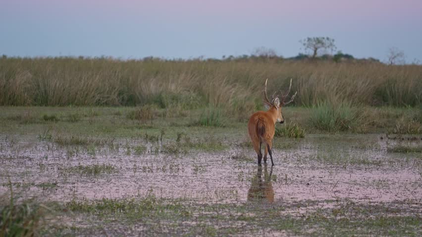 Marsh deer with antlers slowly walks through a shallow flooded grassland at dusk, reflecting in the still water under a pastel sky.