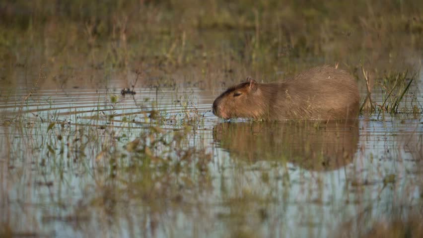 Capybara moves slowly through a flooded grassland, feeding in shallow water with its reflection visible. Calm wildlife behavior in a natural wetland habitat.