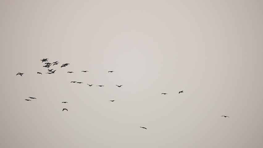 flock of cormorants flying across the open sky over wetland habitat in gujarat india. wildlife scene showcasing bird migration, avian behavior and the rich biodiversity of indian wetlands.
