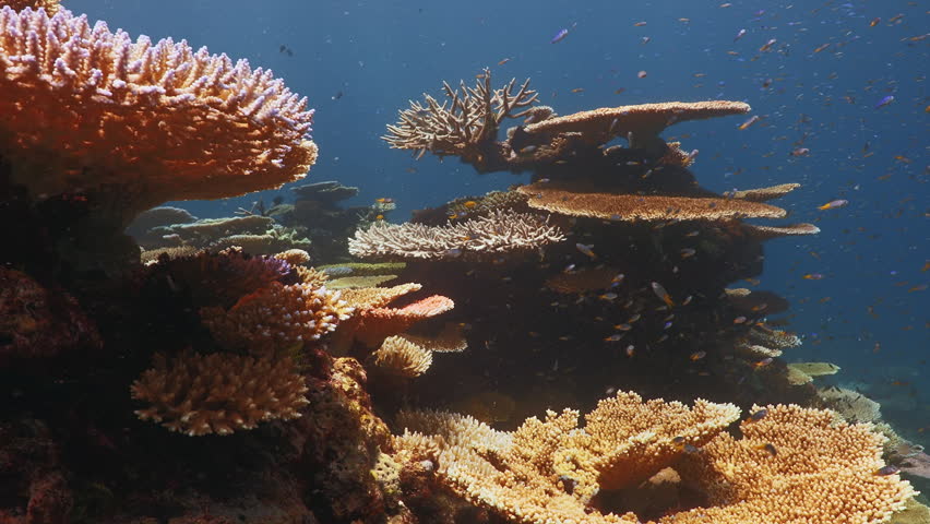 Sunlit coral formations on the Great Barrier Reef, Queensland, Australia. Schools of reef fish swim above vibrant hard corals in a thriving tropical ecosystem.