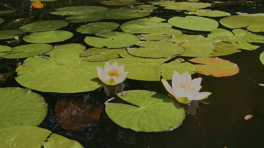 White Water Lily Blooming on a Pond Surrounded by Green Lily Pads, 4K