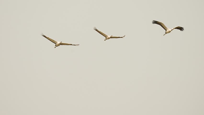 three demoiselle cranes captured in flight against a clean sky background in gujarat india. elegant migratory birds displaying graceful wingspan.