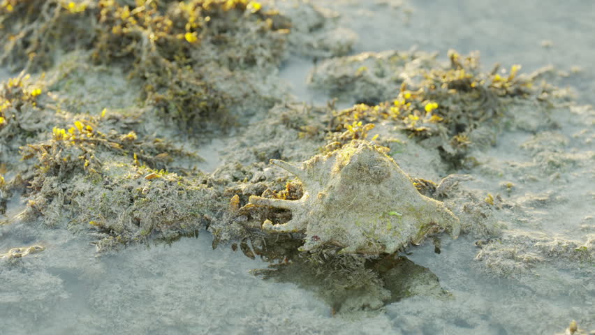 spider conch shell, lambis lambis, a species of large sea snail seashell, a marine gastropod mollusk in the family strombidae, indonesia, southeast asia