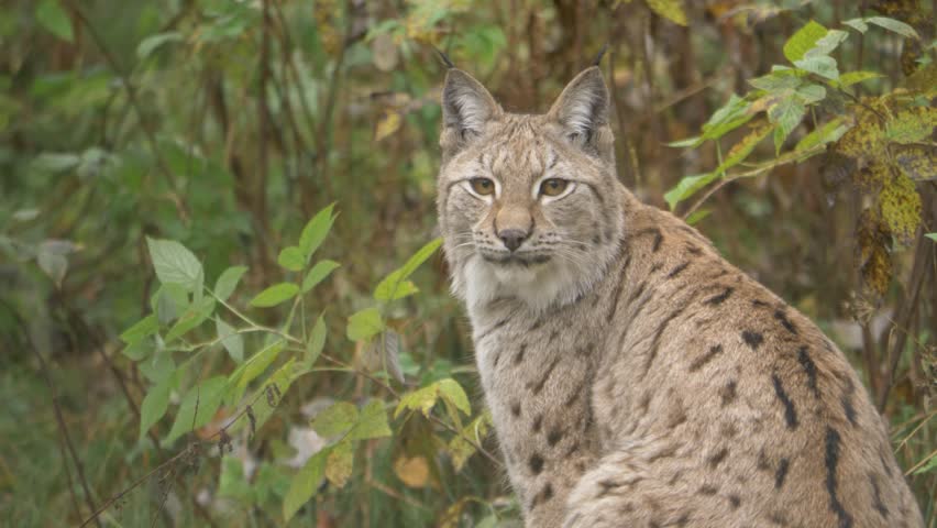 Wild lynx resting among dense green and yellow foliage. Static camera shot of predator in natural environment. Close up of feline features and ear tufts during fall season.