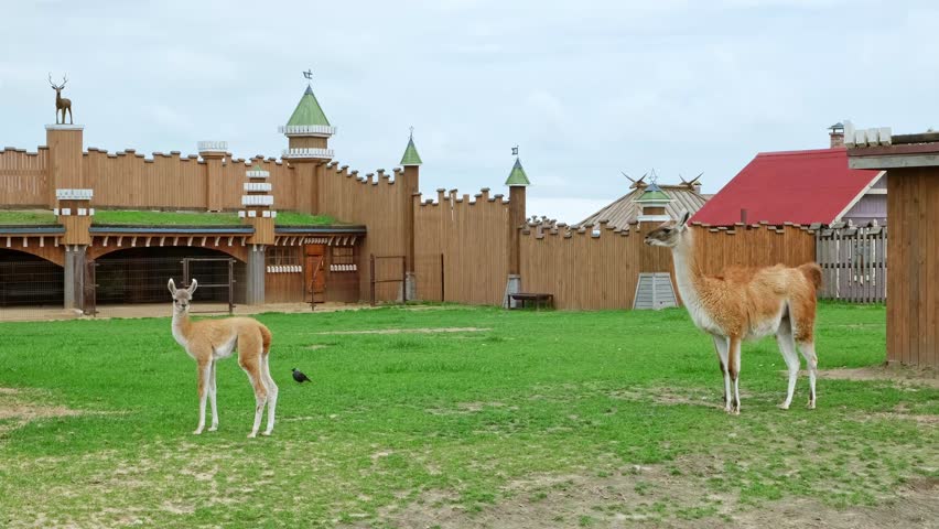 Two light brown vicunas stand on grass in front of a large wooden castle structure at a zoo. A llama and her cub. High quality 4k footage.