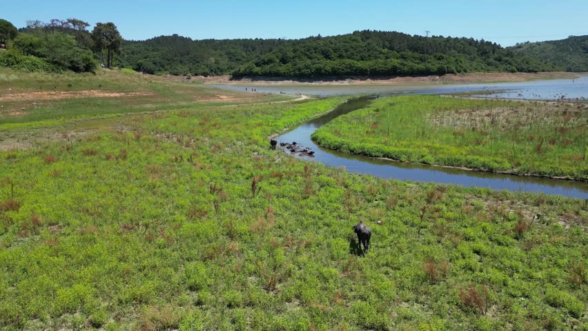 Drone footage shows water buffalo herd in stream near dry lake bed. Lush green grass and trees in distance. Peaceful rural landscape.