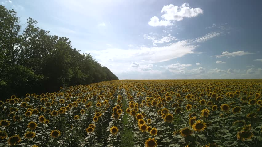 Aerial View of Blooming Sunflower Field in Summer