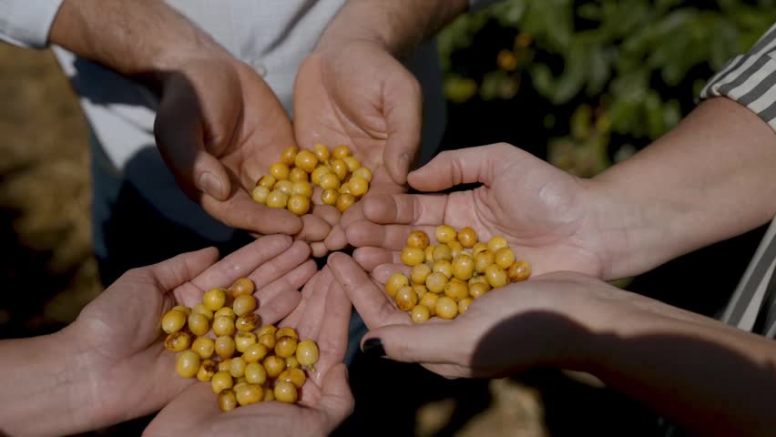 Close-up of multiple pairs of hands holding freshly harvested yellow coffee cherries. The scene highlights the teamwork of farmers during the harvest season on a coffee plantation