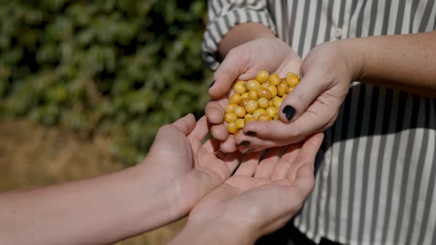 Hands transferring freshly harvested yellow coffee cherries to another person
