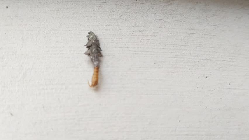 Household casebearer moth larva Phereoeca uterella crawling on a concrete wall close up view of unusual domestic insect pest in house interior