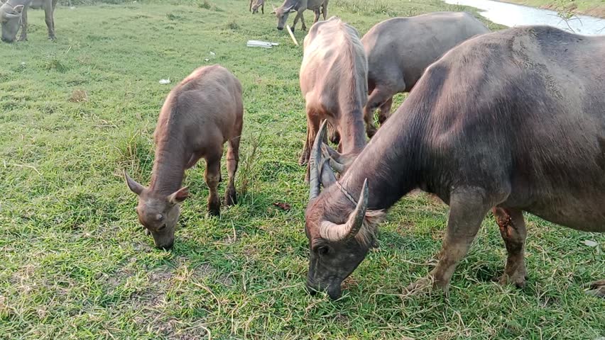Buffalo Grazing in Rural Farming Area

Close-up footage of a water buffalo grazing peacefully on fresh green grass in a rural countryside setting. Natural animal behavior, agricultural livestock, farm life, and serene outdoor environment captured in daylight.
