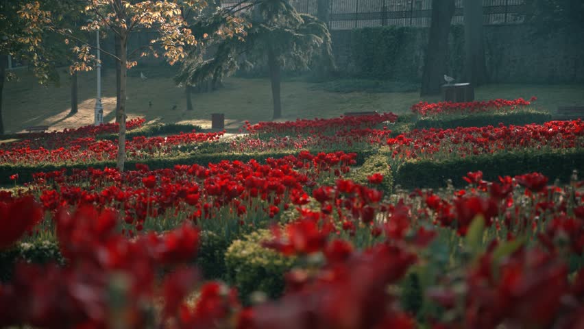 Field Of Deep Red Wilting Tulips In Moody, Low-light Setting. close-up, rack focus