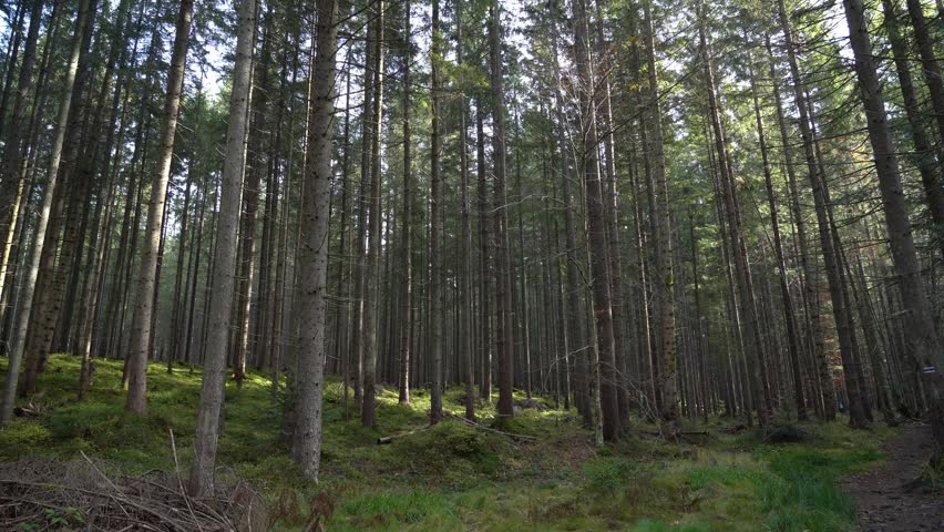 Walk through a forest path in early morning light with tall trees and soft ground underfoot. Gorgany Range. Autumn hiking in Carpathian Mountains, Ukraine