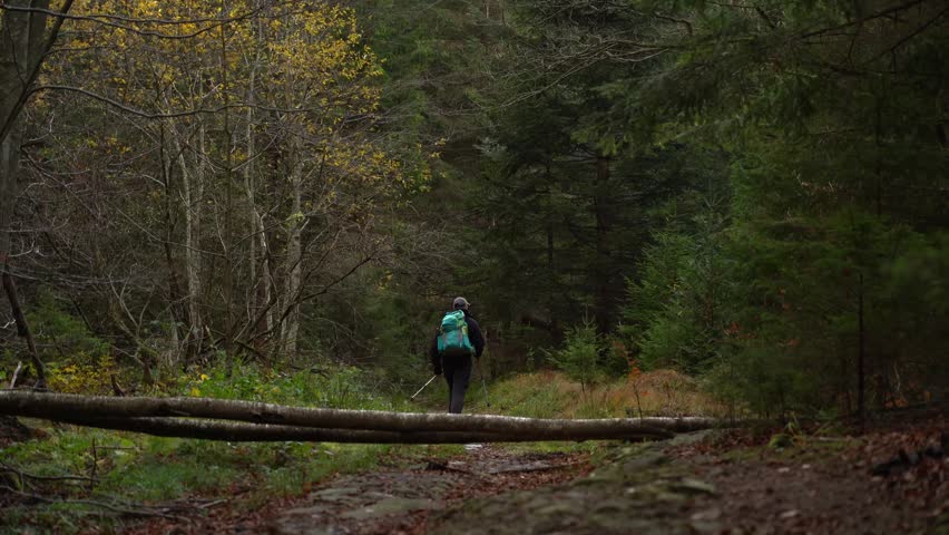 Hiker Walking Along a Trail Through an Autumn Conifer Forest in the Ukrainian Carpathians
