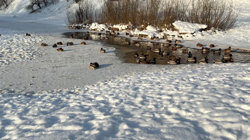Ducks gathering on an icy river in a snowy park