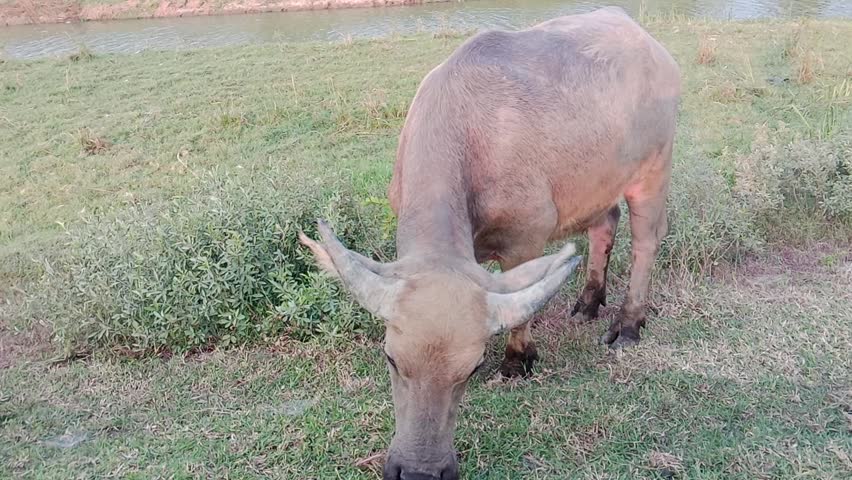 Grazing Buffalo in Green Countryside Field

Close-up footage of a water buffalo grazing peacefully on fresh green grass in a rural countryside setting. Natural animal behavior, agricultural livestock, farm life, and serene outdoor environment captured in daylight.

water buffalo, buffalo, grazing, eating grass, feeding, livestock, farm animal, agriculture, rural, countryside, pasture, grass, nature, mammal, herbivore, farmland, outdoor, village, farm life, animal behavior
