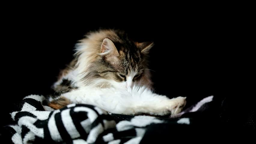 long haired cat grooming herself against a black backdrop