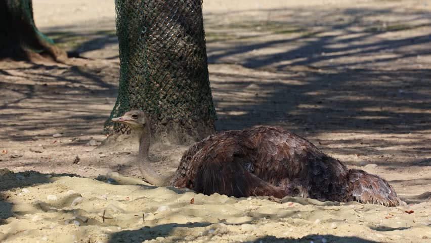 The common ostrich, Struthio camelus, or simply ostrich, is a species of large flightless birds native to Africa. It is one of two extant species of ostriches