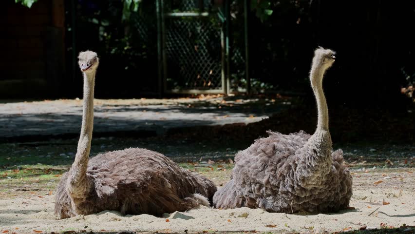 The common ostrich, Struthio camelus, or simply ostrich, is a species of large flightless birds native to Africa. It is one of two extant species of ostriches