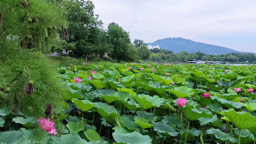 Xuanwu Lake Park in Nanjing in summer