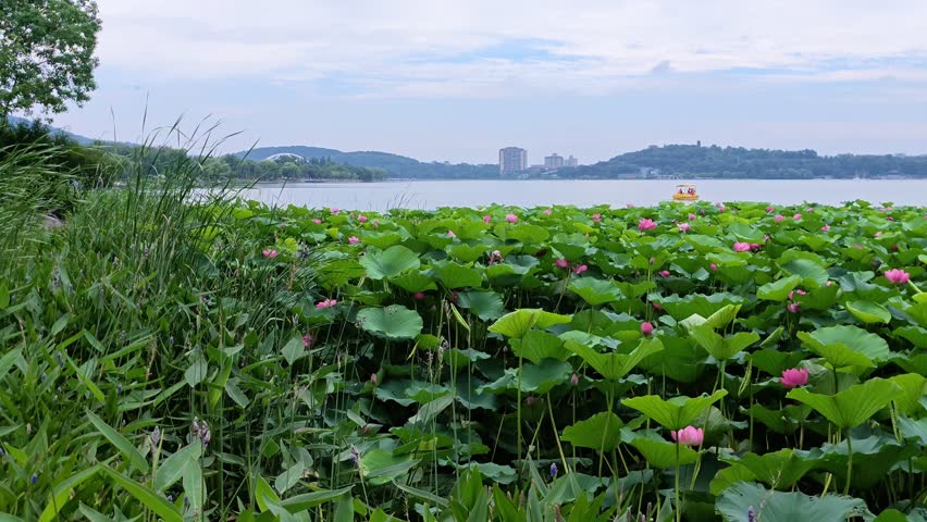 Xuanwu Lake Park in Nanjing in summer
