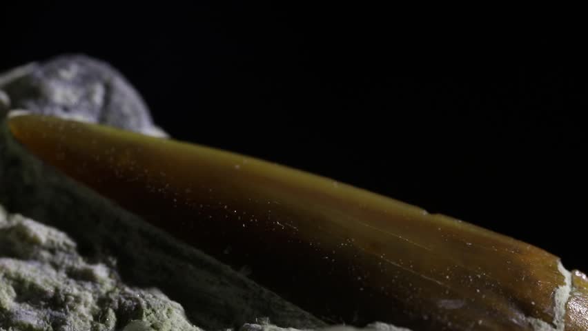 Shark tooth fossil in situ. Jurassic shark Sphenodus Longidens. Extreme macro, close up