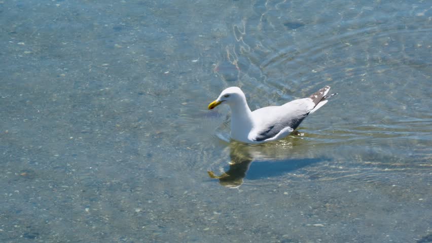 Seagull diving for food in shallow clear water