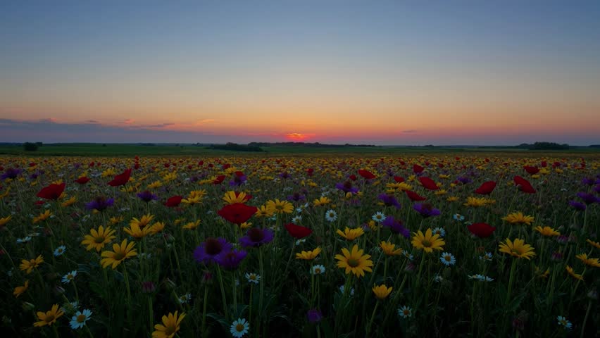 Beautiful timelapse of a stunning sunrise over a vibrant blooming field. Warm morning sun rays illuminate colorful spring wildflowers under a dramatic golden sky. Perfect nature background.